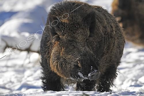 Biosphoto | 2407800 | Sanglier d'Eurasie (Sus scrofa), portrait d'un grand mâle adulte, Saxe, Allemagne | &copy; Frank Sommariva / imageBROKER / Biosphoto