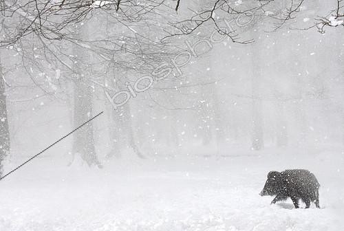 Biosphoto | 2087835 | Sanglier d'Eurasie (Sus scrofa) sous la neige en forêt, Ardenne, Belgique | &copy; Philippe Moës / Biosphoto