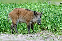 Biosphoto | 2588093 | Sanglier d'Eurasie (Sus scrofa) surpris dans un bras mort de la Loire en fin de journée, région de Cosne sur Loire, Nièvre, France | &copy; Pierre Vernay / Biosphoto