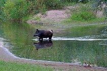 Biosphoto | 2588081 | Sanglier d'Eurasie (Sus scrofa) traversant un bras secondaire de la Loire près de Cosne-sur-Loire, Nièvre, France | &copy; Pierre Vernay / Biosphoto