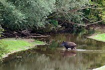 Biosphoto | 2588082 | Sanglier d'Eurasie (Sus scrofa) traversant un bras secondaire de la Loire près de Cosne-sur-Loire, Nièvre, France | &copy; Pierre Vernay / Biosphoto