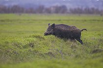 Biosphoto | 2583794 | Sanglier d'Eurasie (Sus scrofa) traversant une prairie, Marais de Goulaine, Pays de la Loire, France | &copy; Emile Barbelette / Biosphoto