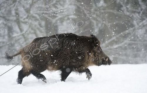 Biosphoto | 1443921 | Sanglier d'Eurasie (Sus scrofa) trottant dans la neige | &copy; Horst Jegen / imageBROKER / Biosphoto