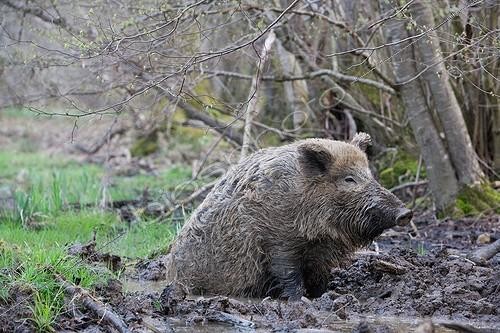 Biosphoto | 1361952 | Sanglier se baignant dans sa souille France | &copy; Bruno Mathieu / Biosphoto
