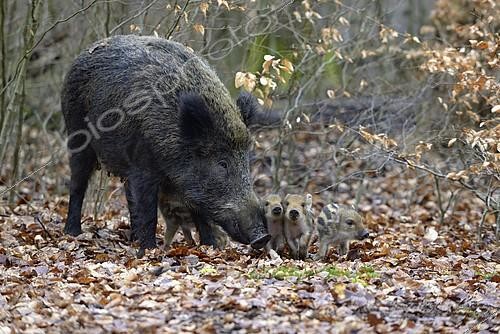 Biosphoto | 2407754 | Sanglier (Sus scrofa), laie accompagnée de ses marcassins, Allemagne | &copy; Frederik / imageBROKER / Biosphoto