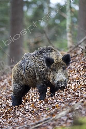 Biosphoto | 2128354 | Sanglier (Sus scrofa) mâle adulte, Rhénanie-Palatinat, Allemagne | &copy; Winfried Schäfer / imageBROKER / Biosphoto
