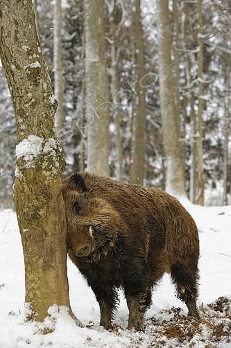 Biosphoto | 1198022 | Sanglier (Sus scrofa) se frottant contre un tronc d'arbre | &copy; Herbert Kehrer / imageBROKER / Biosphoto