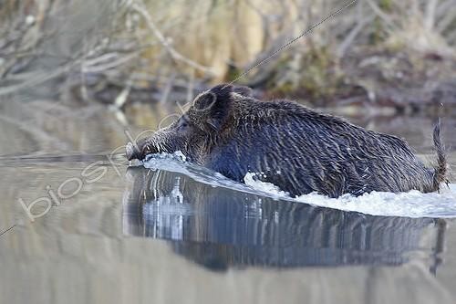 Biosphoto | 919209 | Sanglier traversant un bras mort à la nage Forêt du Rhin | &copy; Sylvain Cordier / Biosphoto