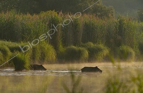Biosphoto | 2407752 | Sangliers d'Eurasie (Sus scrofa) traversant un bras du Danube, Schönau an der Donau, Danube | &copy; Kurt Kracher / imageBROKER / Biosphoto