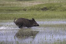 Biosphoto | 2583795 | Sangliers d'Eurasie (Sus scrofa) traversant une prairie humide , Marais de Goulaine, Pays de la Loire, France | &copy; Emile Barbelette / Biosphoto