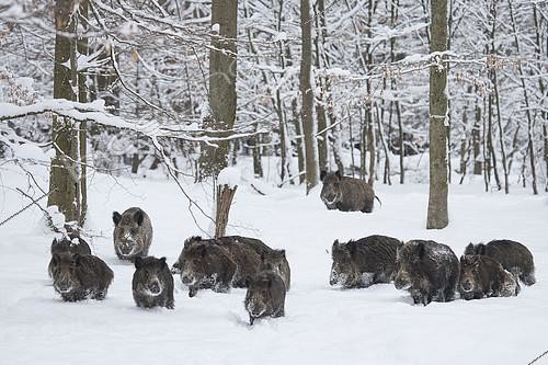 Biosphoto | 2158536 | Sangliers d'Eurasie (Sus scrofa) troupe marchant dans un sous-bois enneigé, Ardenne, Belgique | &copy; Philippe Moës / Biosphoto