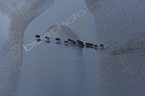 Biosphoto | 1421399 | Sangliers traversant la baie du Mont-Saint-Michel France | &copy; Vincent M. / Biosphoto