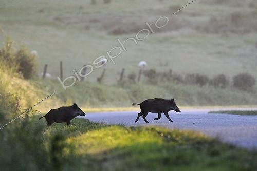Biosphoto | 894419 | Sangliers traversant une route de campagne au lever du jour | &copy; Fabrice Cahez / Biosphoto