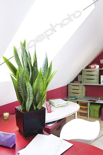 Biosphoto | 988308 | Sanseveria dans un bureau ; Plante dépolluante | &copy; Frédérique Bidault / Biosphoto
