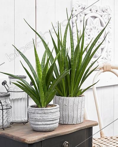 Biosphoto | 2539868 | Sansevieria kirkii Friends | &copy; Visions Pictures / Biosphoto