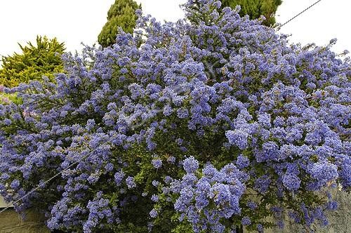 Biosphoto | 175001 | Santa Barbara Ceanothus | &copy; Jean-Yves Grospas / Biosphoto