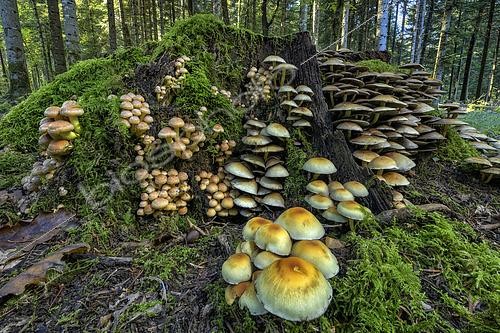 Biosphoto | 2610205 | Saprophytic fungi including Honey mushroom (Armillaria mellea) on the left and Sulphur Tuft (Hypholoma fasciculare) on the right, growing on a stump in autumn, Bugey, Ain, France. These fungi decompose cellulose and lignin, transforming wood into white rot, a crucial step in the recycling of mineral elements absorbed by trees during their lifetime. | © Jean-Philippe Delobelle / Biosphoto