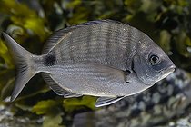 Biosphoto | 2582065 | Sar commun atlantique (Diplodus cadenati) | &copy; Marie Aymerez / Biosphoto
