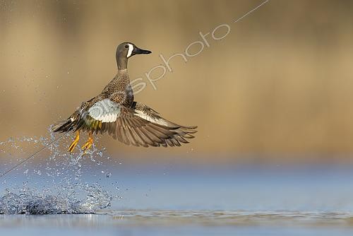 Biosphoto | 2577218 | Sarcelle à ailes bleues (Spatula discors) mâle s'envolant, Manitoba, Canada | &copy; Glenn Bartley / BIA / Biosphoto