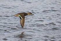 Biosphoto | 2583817 | Sarcelle d'hiver (Anas crecca) femelle en vol, Lac de Grandlieu, Loire atlantique, France | &copy; Emile Barbelette / Biosphoto