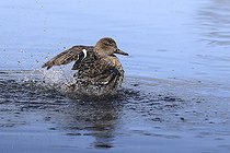 Biosphoto | 2583802 | Sarcelle d'hiver (Anas crecca) femelle s'ébrouant dans un marais, Marais de Goulaine, Loire atlantique, France | &copy; Emile Barbelette / Biosphoto