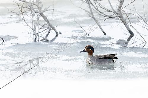 Biosphoto | 2610383 | Sarcelle d'hiver (Anas crecca), mâle nageant dans un lac partiellement couvert de glace, Finnmark, Norvège. | &copy; Saverio Gatto / Biosphoto