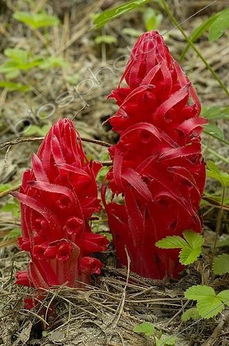 Biosphoto | 2010948 | Sarcodes sanguinea - Yosemite USA | &copy; Ron Reznick / Visual and Written - Photo Collection / Biosphoto