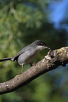 Biosphoto | 1249181 | Sardinian Warbler on a branch of Ash tree France | &copy; Pascal Pittorino / Biosphoto