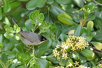 Biosphoto | 2585557 | Sardinian Warbler (Sylvia melanocephala), adult in a bush Pyrénées-Orientales, France | &copy; Claude Balcaen / Biosphoto