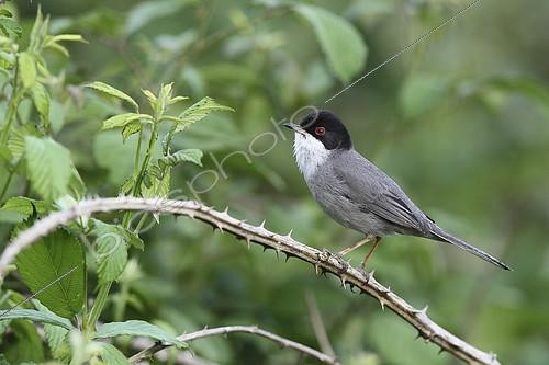 Biosphoto | 2078745 | Sardinian Warbler (Sylvia melanocephala) on a bramble, Europe | &copy; Emile Barbelette / Biosphoto