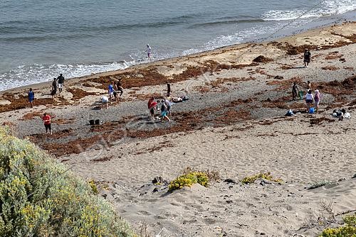 Biosphoto | 2586084 | Sargassum (Sargassum sp). Volunteers collecting waste (plastics, ropes,...) dragged by the mass of algae. The genus Sargassum is characterized by having gas vesicles known as “aerocysts” that provide them with buoyancy. Thanks to these “balls” of gas, some species of sargassum are able to remain floating on the surface of the ocean for months and the currents end up accumulating them, forming immense aggregations similar to floating islands. In the North Atlantic Ocean is the Sargasso Sea, which receives its name precisely because the presence of these gigantic aggregations on its surface is common. It serves as food, shelter and breeding area for many marine animals, such as crabs, turtles, shrimp and seabirds. At some times of the year it can appear stranded in large numbers on beaches exposed to the current and/or wind. On some occasions, it may appear mixed with drifting garbage such as ropes, small talk, bottles,... Playa Grande, Punta de Abona. Tenerife, Canary Islands. | &copy; Sergio Hanquet / Biosphoto