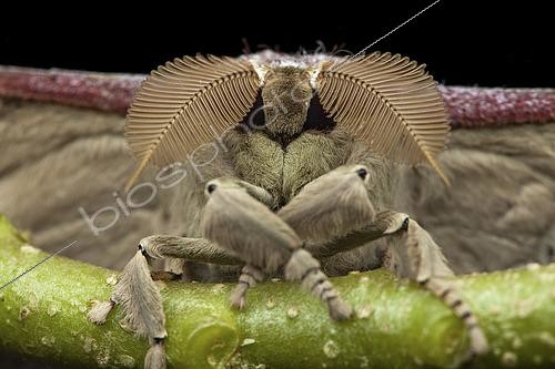 Biosphoto | 2458980 | Saturnidé (Antheraea korintjiana), Kinabalu NP, Bornéo, Malaisie | &copy; Frank Deschandol & Philippe Sabine / Biosphoto