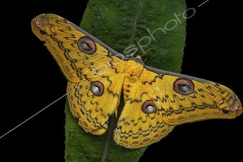 Biosphoto | 2458981 | Saturnidé (Loepa megacore), imago mâle sur une feuille, Kinabalu NP, Borneo, Malaisie | &copy; Frank Deschandol & Philippe Sabine / Biosphoto