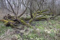 Biosphoto | 2469339 | Saulaie de Mothern (67), Vieille forêt de saules, vieux saules, Trogne ou Arbres refuge pour de nombreux animaux, Bas Rhin, Région Grand Est, France | &copy; Sylvain Cordier / Biosphoto