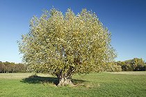 Biosphoto | 2399246 | Saule blanc (Salix alba) en tétard en Alsace, France | &copy; Frédéric Tournay / Biosphoto