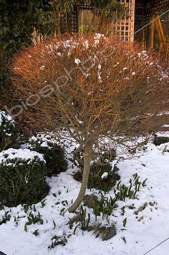 Biosphoto | 900514 | Saule crevette 'Hakuro-Nishiki' sous la neige en hiver | &copy; Alexandre Petzold / Biosphoto