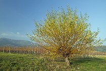 Biosphoto | 2409240 | Saule fragile (Salix fragilis) en tétard, Ottrott, Bas-Rhin, Alsace, France | &copy; Frédéric Tournay / Biosphoto