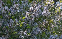 Biosphoto | 2427325 | Saule marsault (Salix caprea) essaimage des graines en duvet, Parc naturel régional des Vosges du Nord, France | &copy; Michel Rauch / Biosphoto