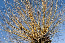 Biosphoto | 1008918 | Saule taillé en tétârd pour la vannerie en Savoie France | &copy; Jean-Philippe Delobelle / Biosphoto
