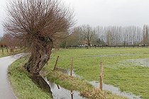 Biosphoto | 2035668 | Saule tétard au bord de l'eau - Normandie France | &copy; Jean-Luc & Françoise Ziegler / Biosphoto