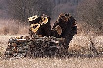 Biosphoto | 163504 | Saule têtard élagué pour faire du bois de chauffe Bretagne | &copy; Guy Piton / Biosphoto