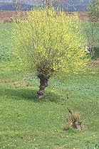 Biosphoto | 365740 | Saule tétard isolé au milieu d'un jardin | &copy; Jean-François Noblet / Biosphoto
