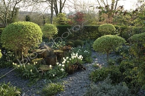 Biosphoto | 1041746 | Saules crevette 'Hakuro-Nishiki' dans un jardin fleuri | &copy; Alexandre Petzold / Biosphoto
