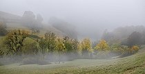 Biosphoto | 2492882 | Saules dans un fond de vallée des Vosges du Nord dans la brume d'automne, Parc naturel régional des Vosges du Nord, France | &copy; Michel Rauch / Biosphoto