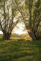 Biosphoto | 76195 | Saules 