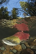 Biosphoto | 2025732 | Saumon rouge sous l'eau - Adams River Canada | &copy; Tobias Bernhard Raff / Biosphoto