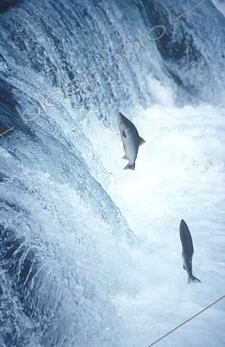 Biosphoto | 106740 | Saumons sautant Katmai NP Alaska USA | &copy; Robert Valarcher / Biosphoto