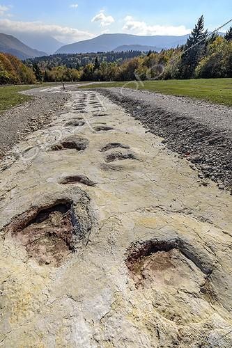 Biosphoto | 2065793 | Sauropod footprints in Plagne in the Jura , Ain, France . Footprints left by diplodocus (herbivorous sauropods) in the mud of a Jurassic lagoon and discovered in 2009; it is the wider footprints known world | &copy; Jean-Philippe Delobelle / Biosphoto