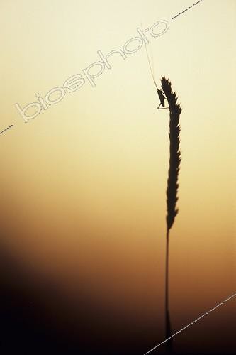 Biosphoto | 1136723 | Sauterelle au soleil couchant en vallée du Doubs France | &copy; Florent Cardinaux  / Biosphoto