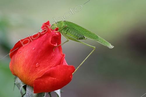 Biosphoto | 2464158 | Sauterelle en train de grignoter une rose | &copy; Patricia Méaille / Biosphoto